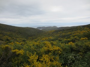 La baie de rio